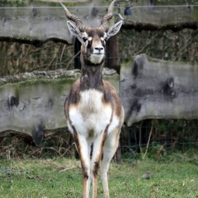 Antilope cervicapre - De Zonnegloed - Refuge pour animaux